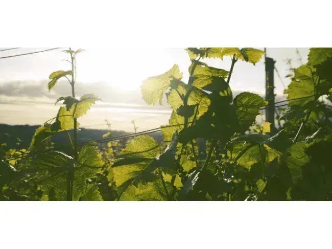 Making Hay When the Sun Shines-My Wine Canada