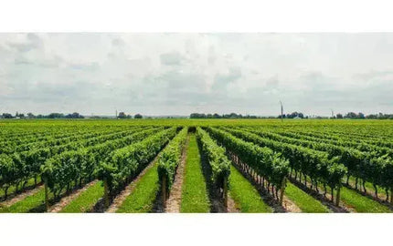 Michelle's Top Wine Picks-My Wine Canada
