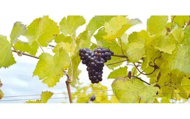 The Other Pinot-My Wine Canada