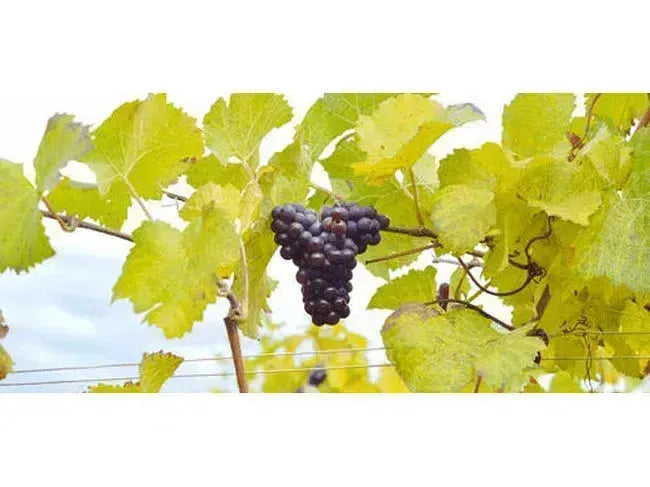 The Other Pinot-My Wine Canada