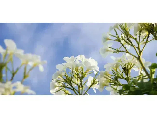 Top Wine Picks! Floral Whites from Ontario-My Wine Canada