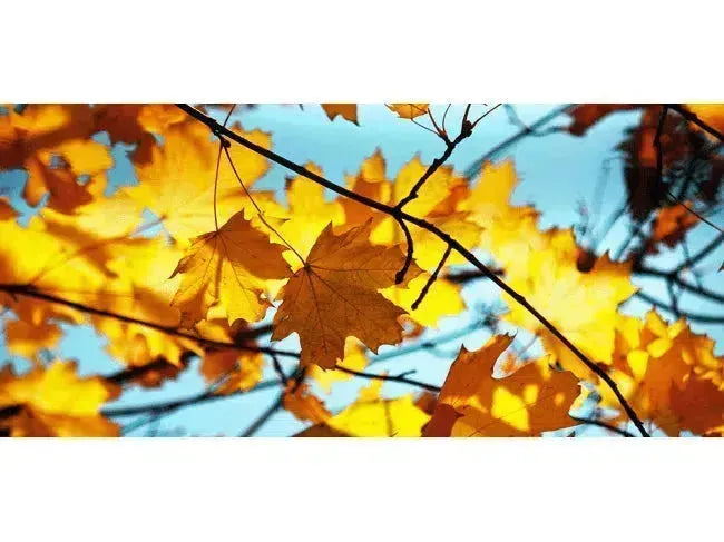 Top Wine Picks! - New Autumn Releases-My Wine Canada