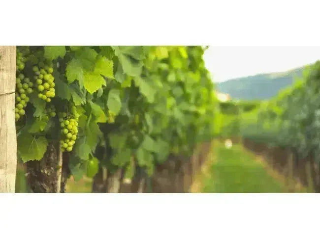 Top Wine Picks: New Favourites-My Wine Canada