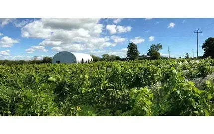 Top Wine Picks! Traynor Family Vineyard-My Wine Canada