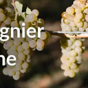 Viognier Wine in Canada-My Wine Canada