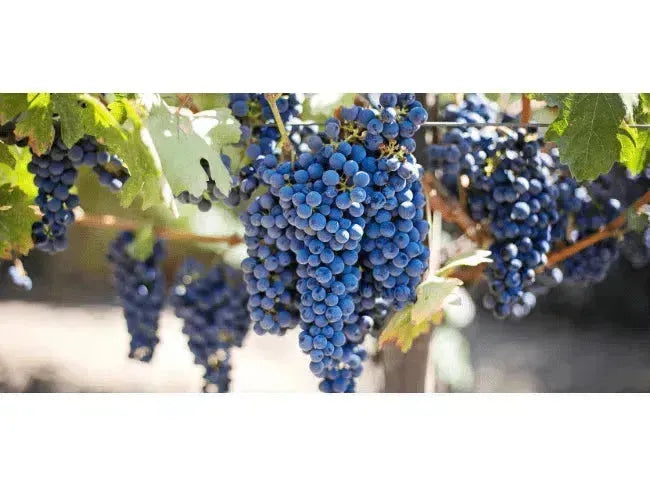 What the Heck is Blaufränkisch?-My Wine Canada