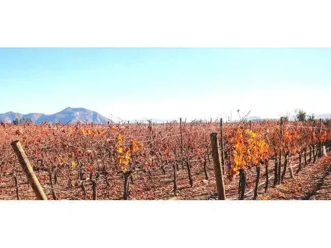 Wine 101: Chile Edition-My Wine Canada