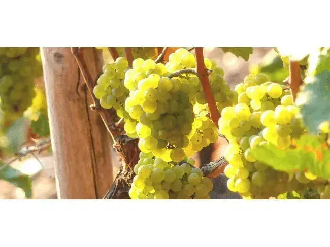 Wine 101: Riesling Revolution-My Wine Canada
