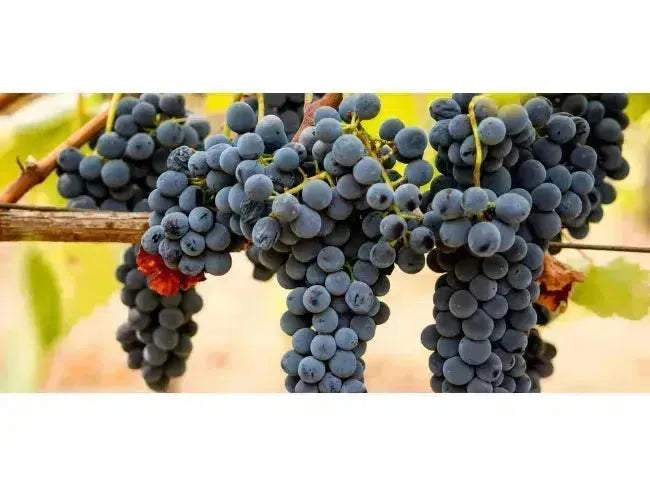 Wine 101: Syrah! Syrah!-My Wine Canada