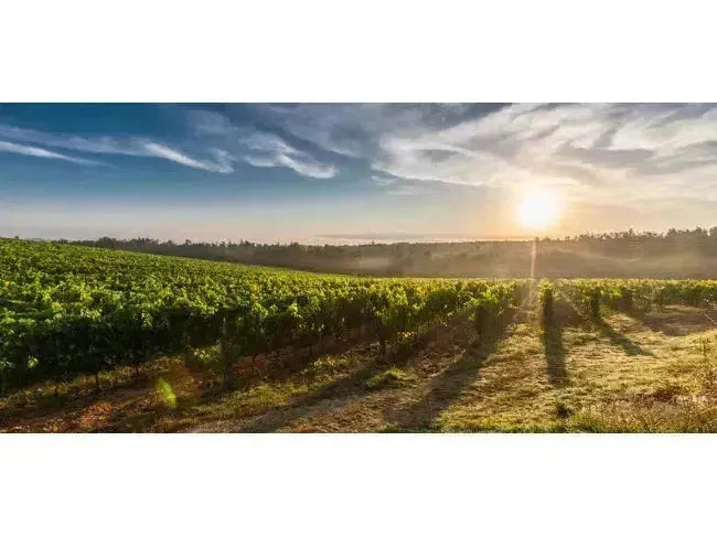 Wine 101: The Lesser-Known Regions-My Wine Canada