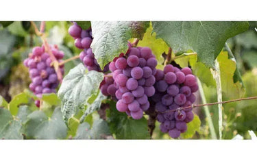 Wine 101: The Skinny on Grape Skins-My Wine Canada