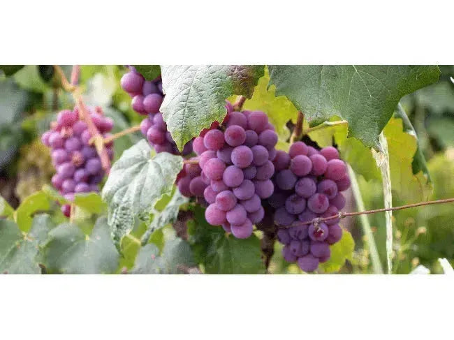 Wine 101: The Skinny on Grape Skins-My Wine Canada