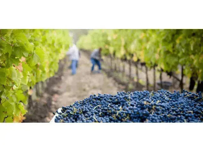 Wine 101: To Pick or Not to Pick?-My Wine Canada