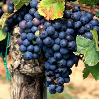 Baco Noir-My Wine Canada
