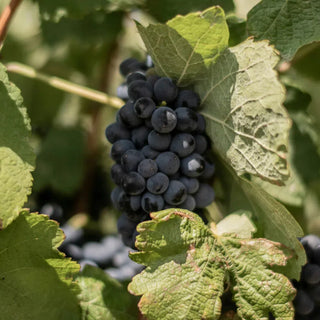 Cabernet Franc-My Wine Canada