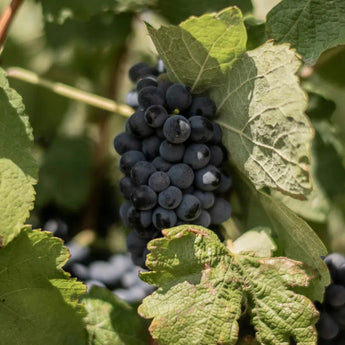 Cabernet Franc-My Wine Canada