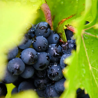 Cabernet Sauvignon-My Wine Canada