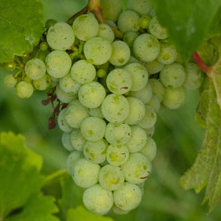 Chardonnay-My Wine Canada