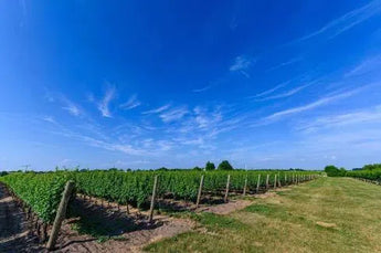 Joseph's Estate Wines-My Wine Canada