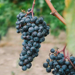 Malbec-My Wine Canada