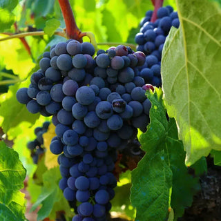 Marechal Foch-My Wine Canada