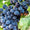 Merlot-My Wine Canada