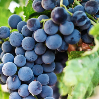 Merlot-My Wine Canada