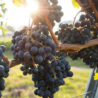 Muscat-My Wine Canada