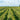 Niagara Peninsula Wine-My Wine Canada