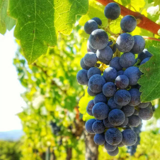 Petit Verdot-My Wine Canada