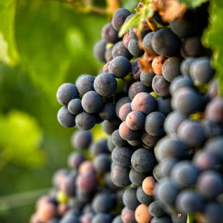 Pinot Noir-My Wine Canada