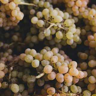 Riesling-My Wine Canada