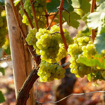 Sauvignon Blanc-My Wine Canada