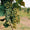 Semillon-My Wine Canada