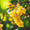 Viognier-My Wine Canada