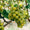White Blend Wine-My Wine Canada