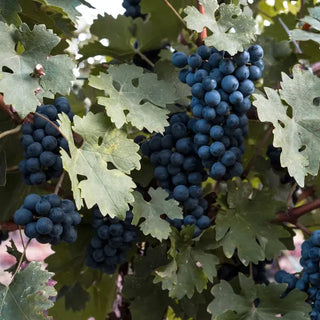 Zweigelt-My Wine Canada