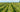 Niagara on the lake water vineyard view with grapes