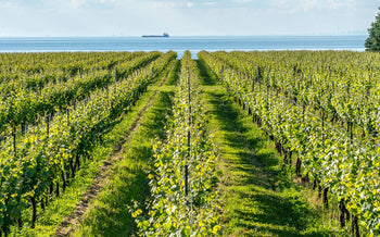 Niagara on the lake water vineyard view with grapes