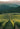 Vineyard in Ontario, Canada for making the best wine