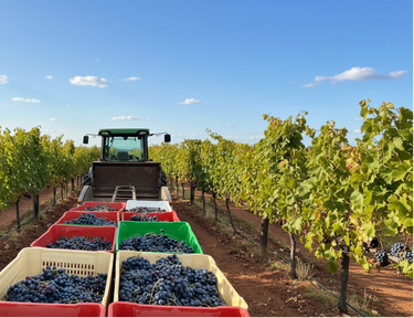 Tractor harvesting grapes in a vineyard with rows of green and red bins filled with grapes.